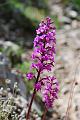 orchis quadripunctata